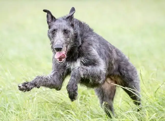 DOG BEARDS, BEARDED DOGS BREEDS