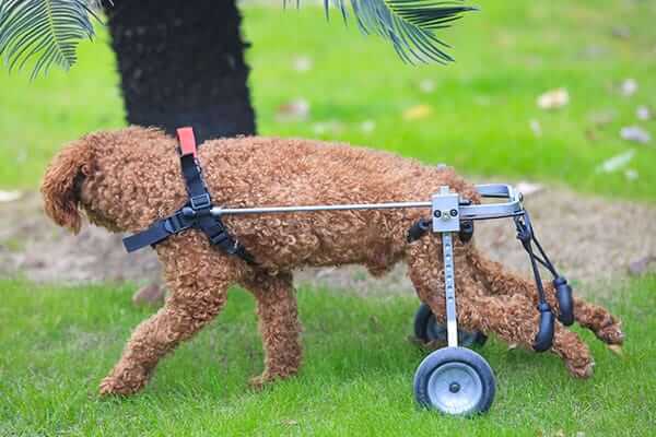 HOW TO MEASURE DOG WHEELCHAIR, DOG WHEELCHAIR SIZE