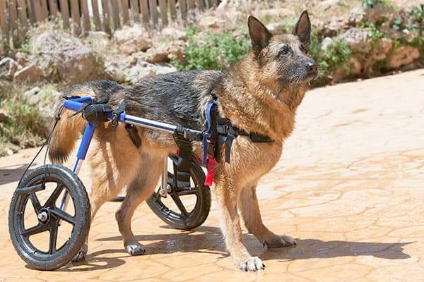 DOG WHEELCHAIR SAFETY TIPS