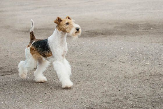 DOG BEARDS, BEARDED DOGS BREEDS