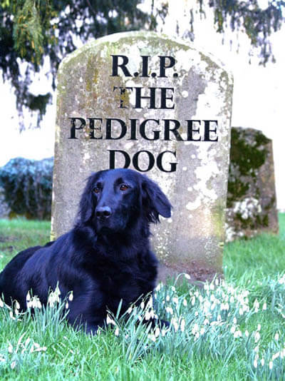 DOG DEATH, R.I.P, Virtual Pet Memorial, Dog loss
