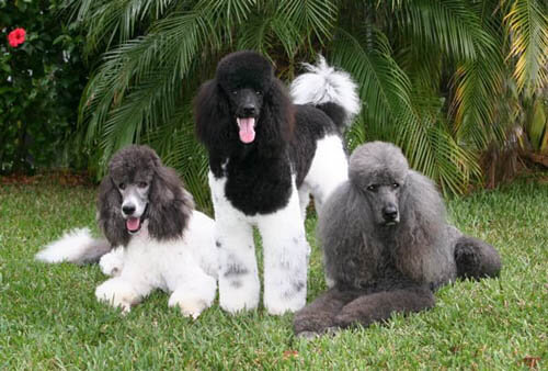 DOG and PUPPY HAIRCUT & GROOMING