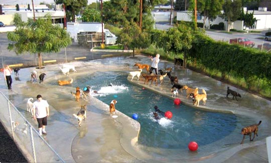 HOW TO CLEAN DOG POOL