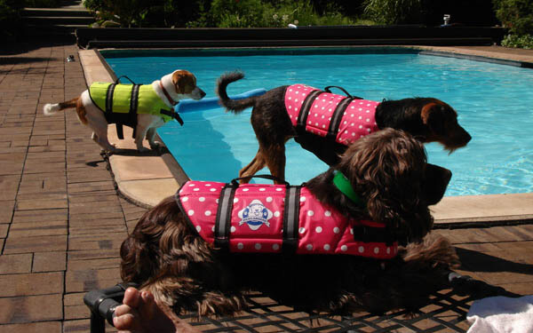 Teach Your Dog and Puppy to Swim!