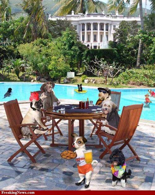 Dog Party Pools