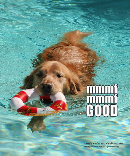 Swimming Pool Dog Safety Tips