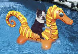 Dog Pool Puppy Toys