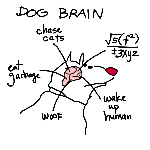 dog brain structure