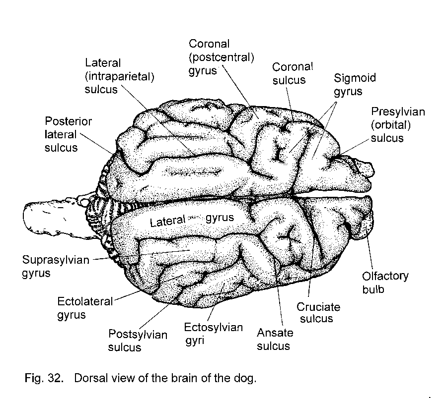hippocampus anatomy pet
