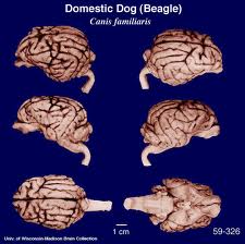 Dog Brain vs Human Brain - comparison