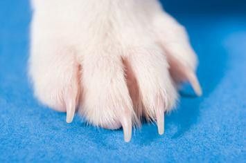 Dog Nails, Claws, Trimming and Clipping