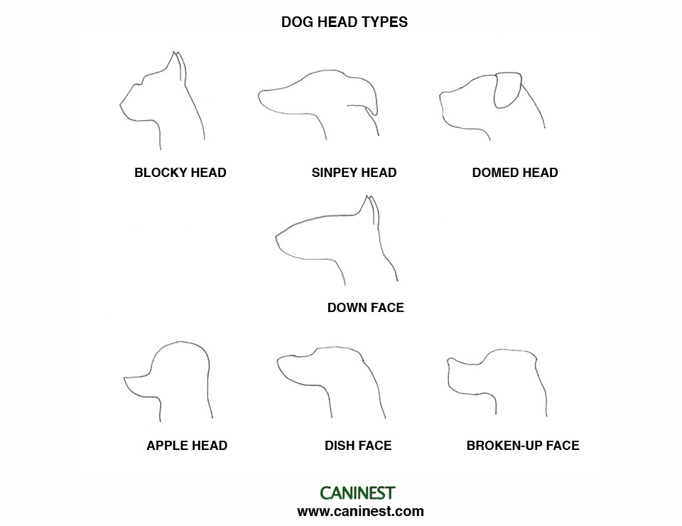 different types of dog ears