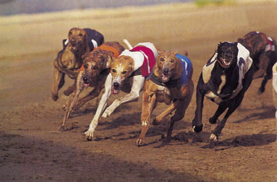 Dog Race, Fastest Dog Breeds, Speed of Dogs
