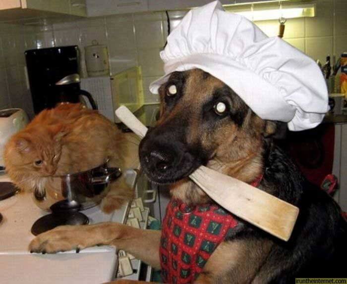 Dog Food Recipes