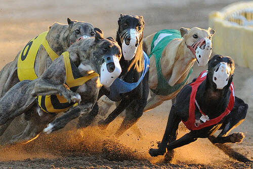 how fast can a greyhound run a mile