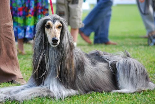 Afghan Hound temperament