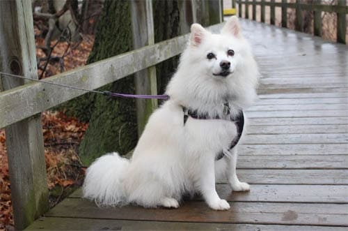 American Eskimo temperament