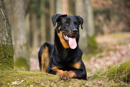 Beauceron temperament