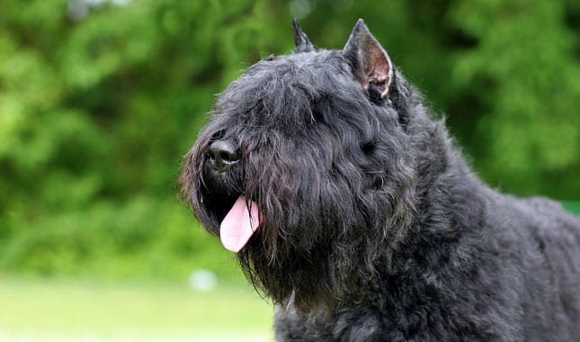 Bouvier des Flandres temperament