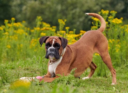 Boxer temperament