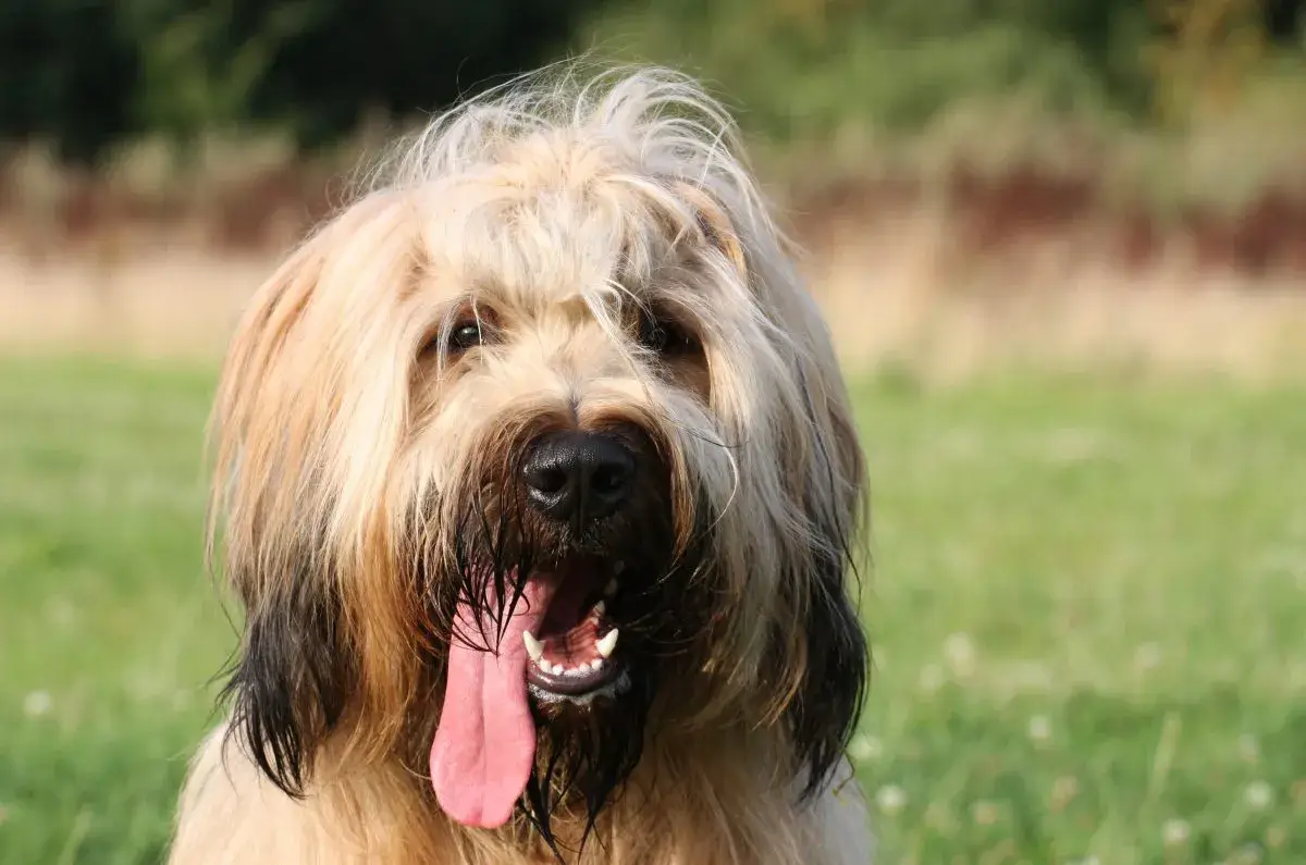 Briard temperament