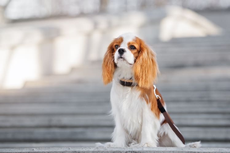 Cavalier King Charles Spaniel temperament