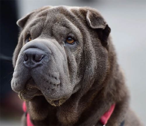 Chinese Shar-Pei temperament