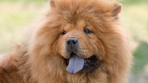 Chow Chow temperament