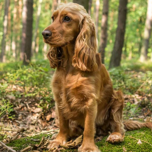 Cocker Spaniel temperament