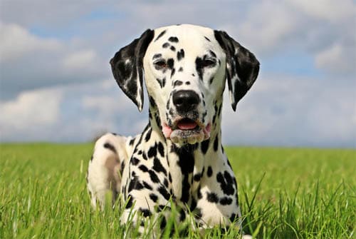 Dalmatian temperament