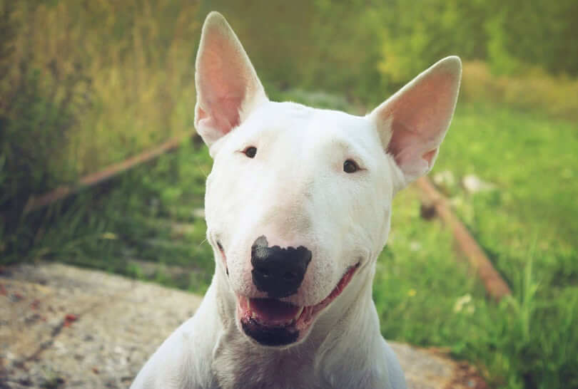 Bull Terrier temperament