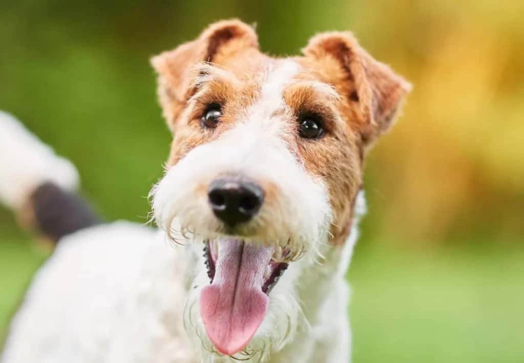 Fox Terrier temperament