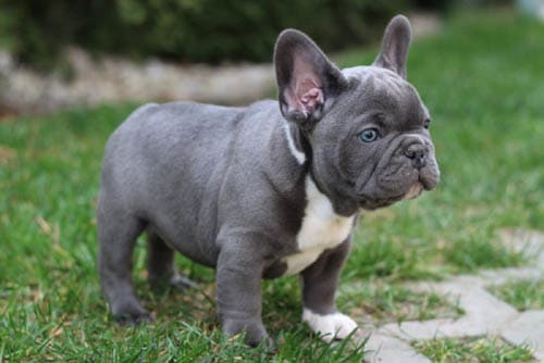 French Bulldog temperament