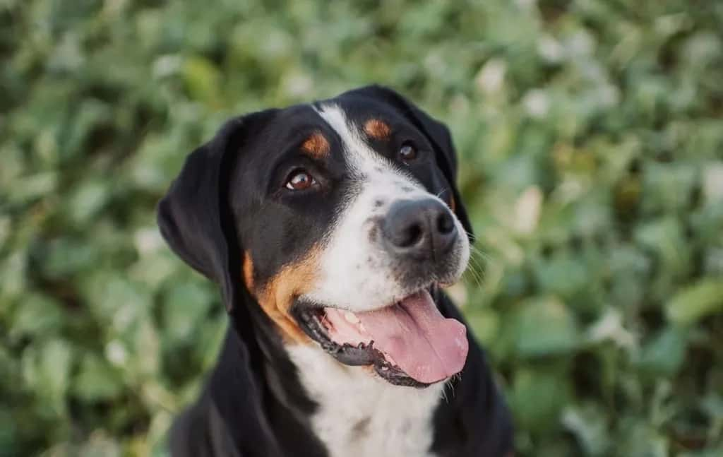 Great Swiss Mountain Dog temperament