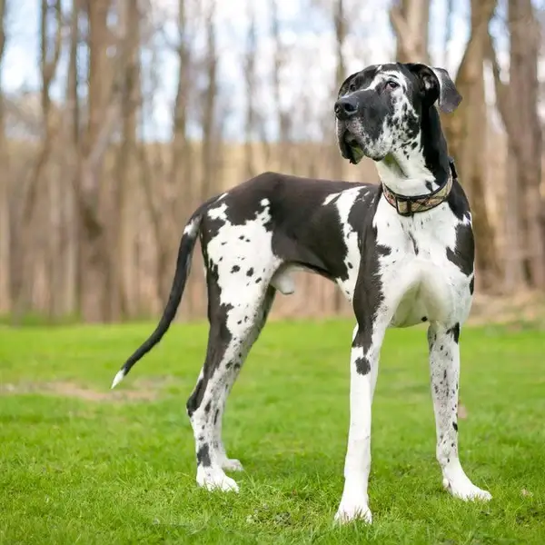 Great Dane temperament