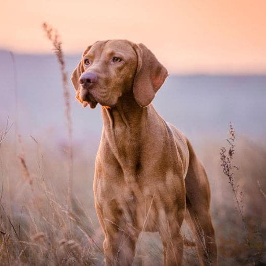 Vizsla temperament