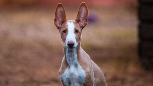 Ibizan Hound temperament