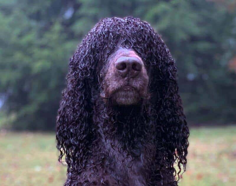 Irish Water Spaniel temperament