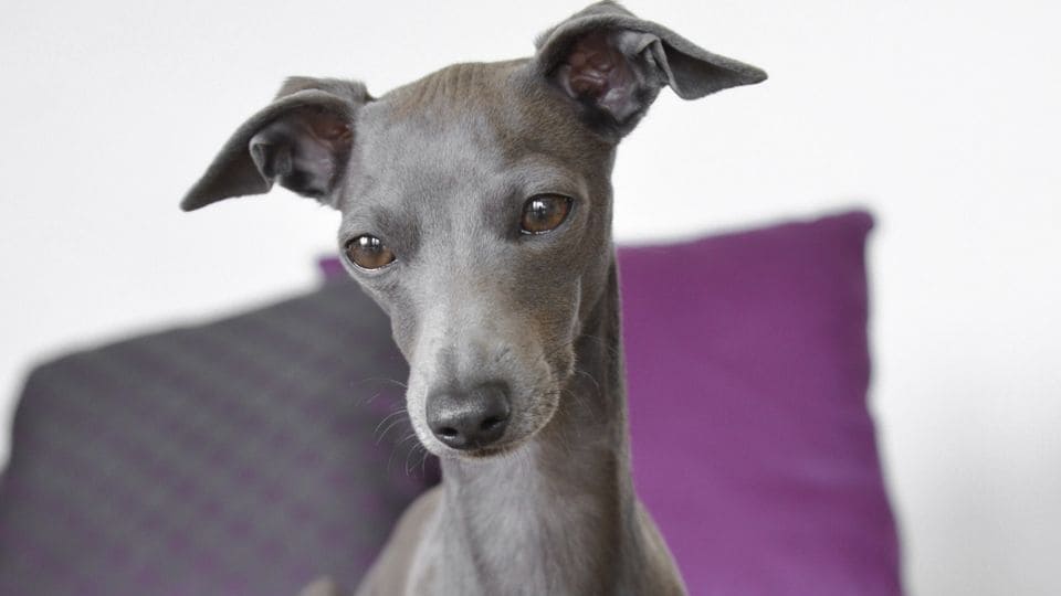 Italian Greyhound temperament