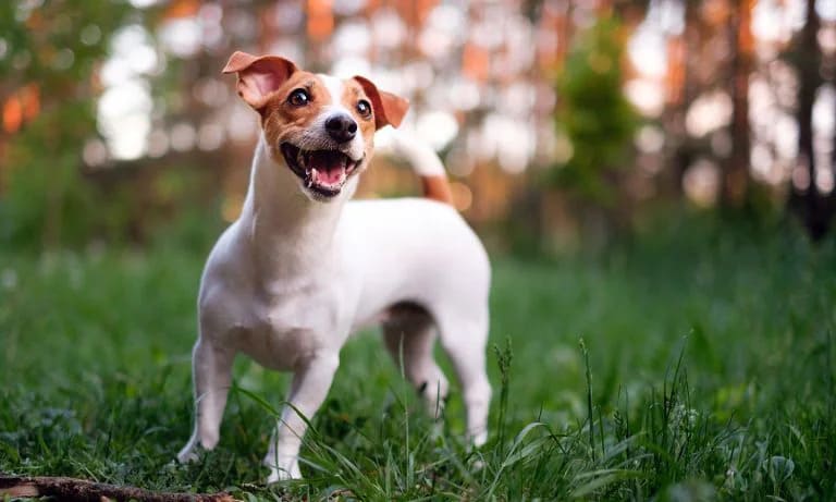 Jack Russel Terrier temperament