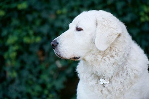 Kuvasz temperament