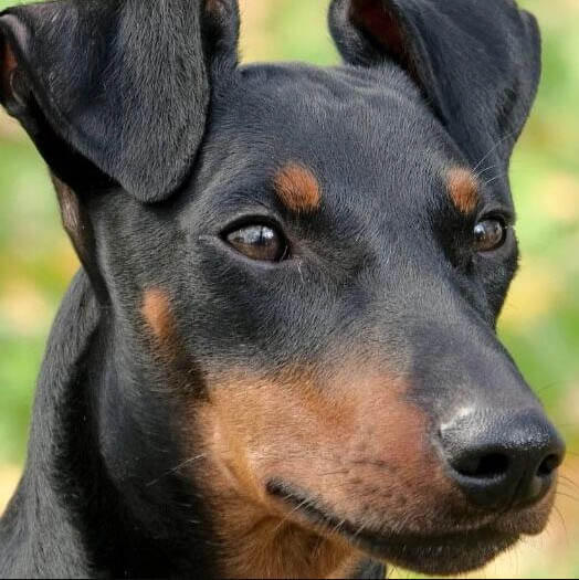 Manchester Terrier temperament