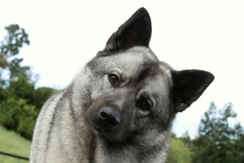 Norwegian Elkhound temperament