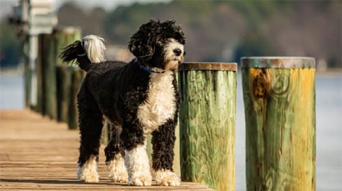 Portuguese Water Dog temperament