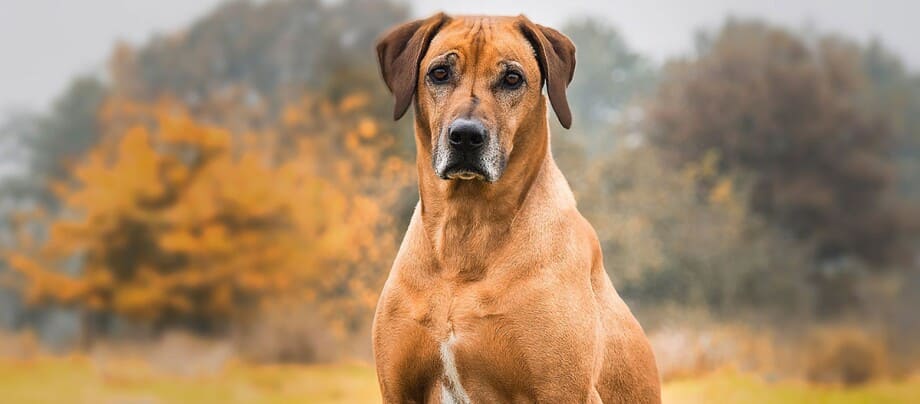 Rhodesian Ridgeback temperament