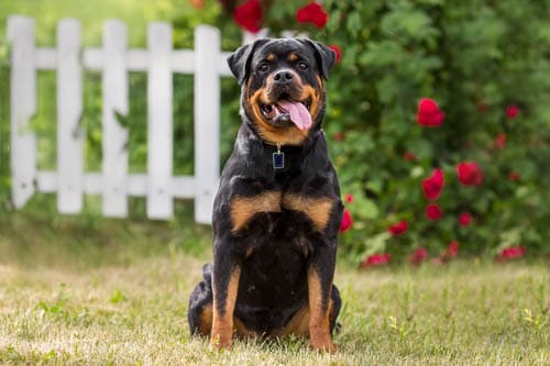 Rottweiler temperament