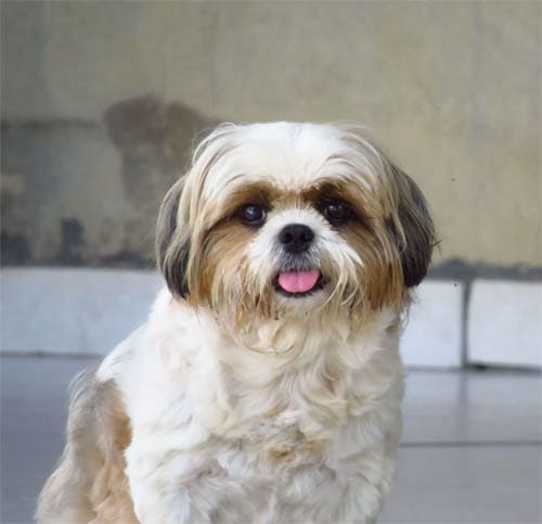 Shih Tzu temperament