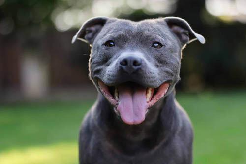 Staffordshire Bull Terrier temperament