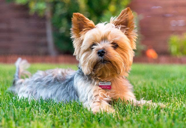 Yorkshire Terrier temperament