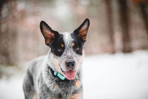 Australian Cattle Dog temperament